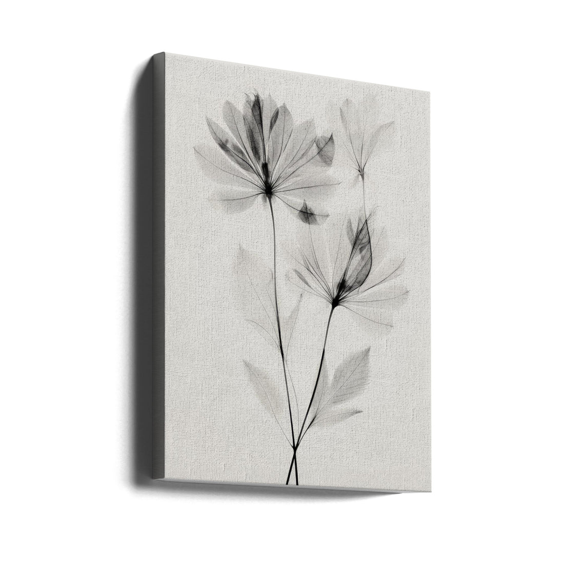 Transparent Botanic by Treechild | Monochrome Floral Photography, Large Canvas Wall Art Print | Artsy Earth