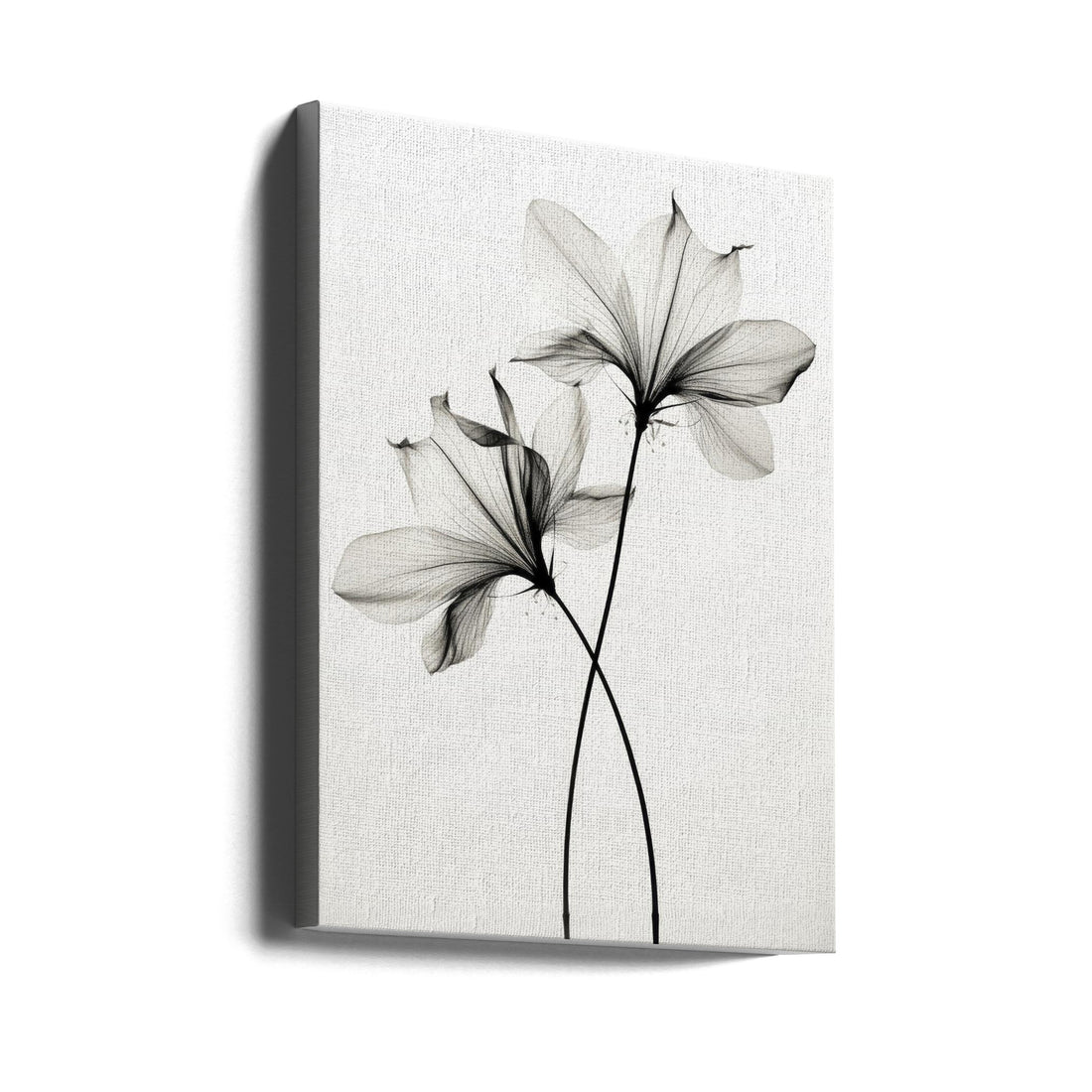 Transparent Botanic by Treechild | Black White Botanical, Large Canvas Wall Art Print | Artsy Earth