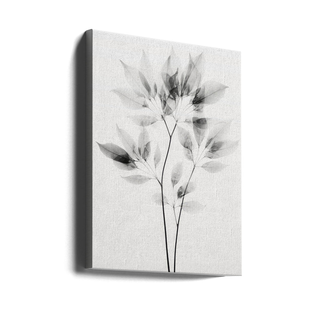 Transparent Botanic by Treechild | Pressed Floral Photography, Large Canvas Wall Art Print | Artsy Earth