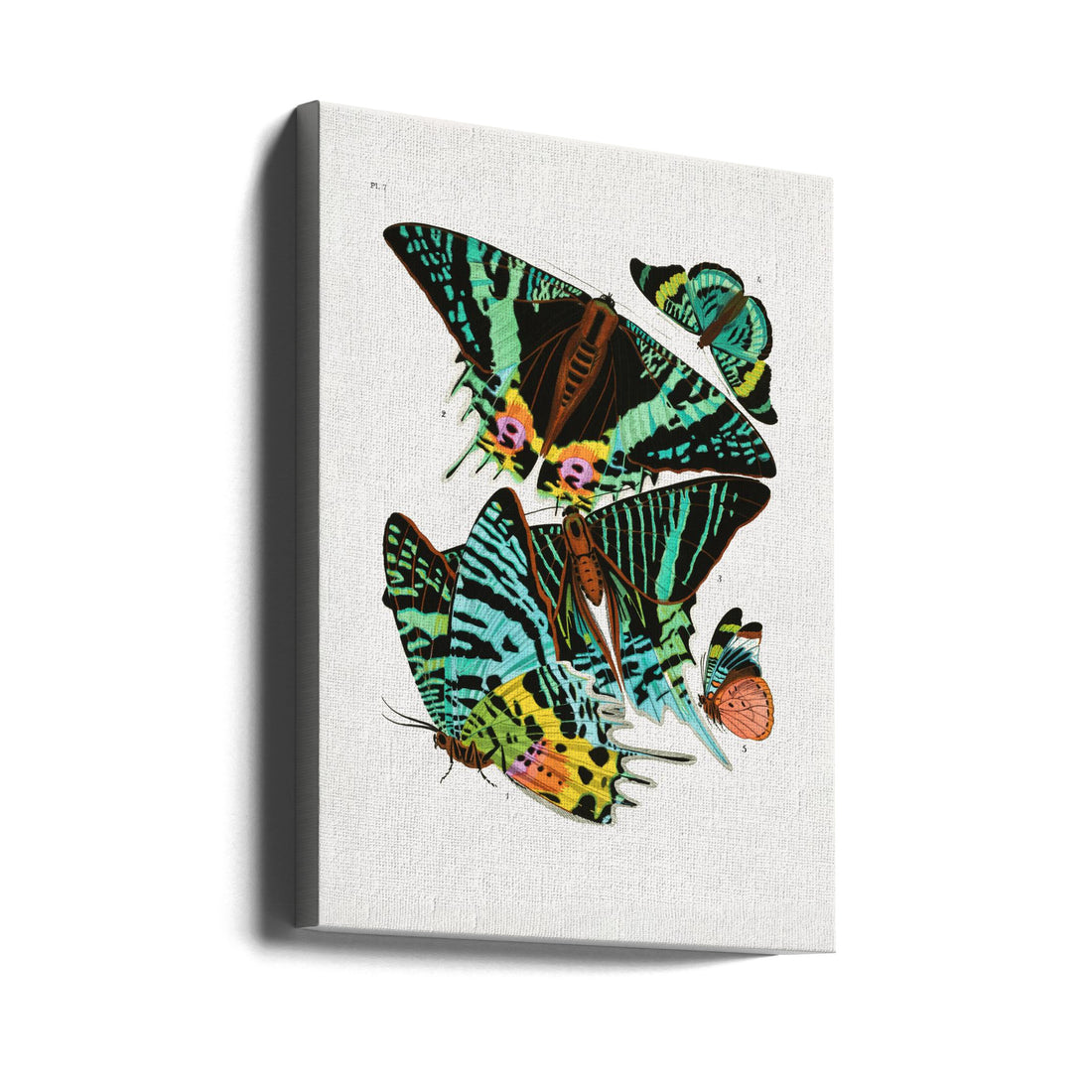 Butterflies 3 by Emile Alain Seguy | Vintage Butterfly Illustration, Large Canvas Wall Art Print | Artsy Earth