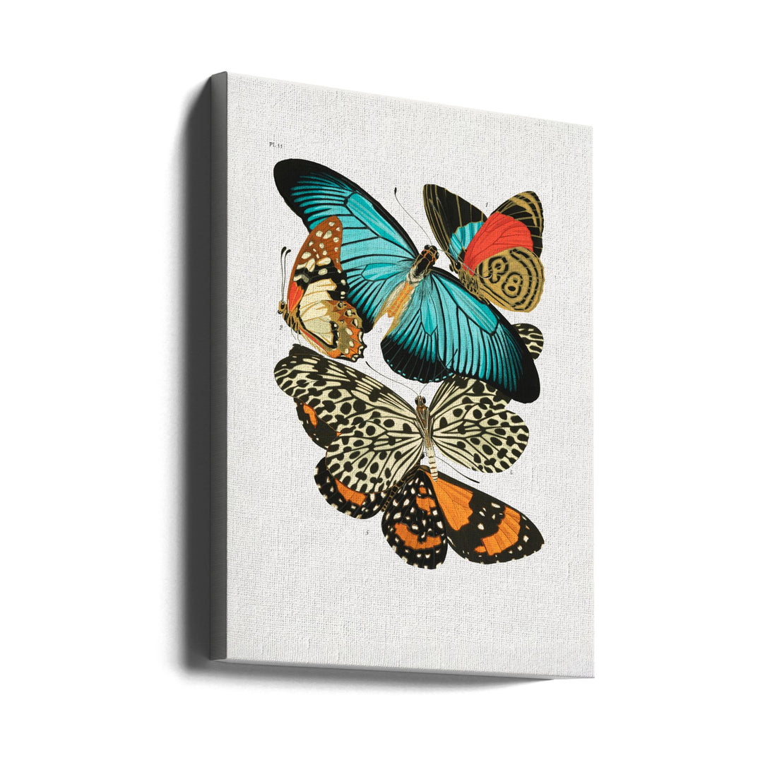 Vintage Butterfly Art by Emile Alain Seguy | Abstract Butterfly Drawing, Large Canvas Wall Art Print | Artsy Earth