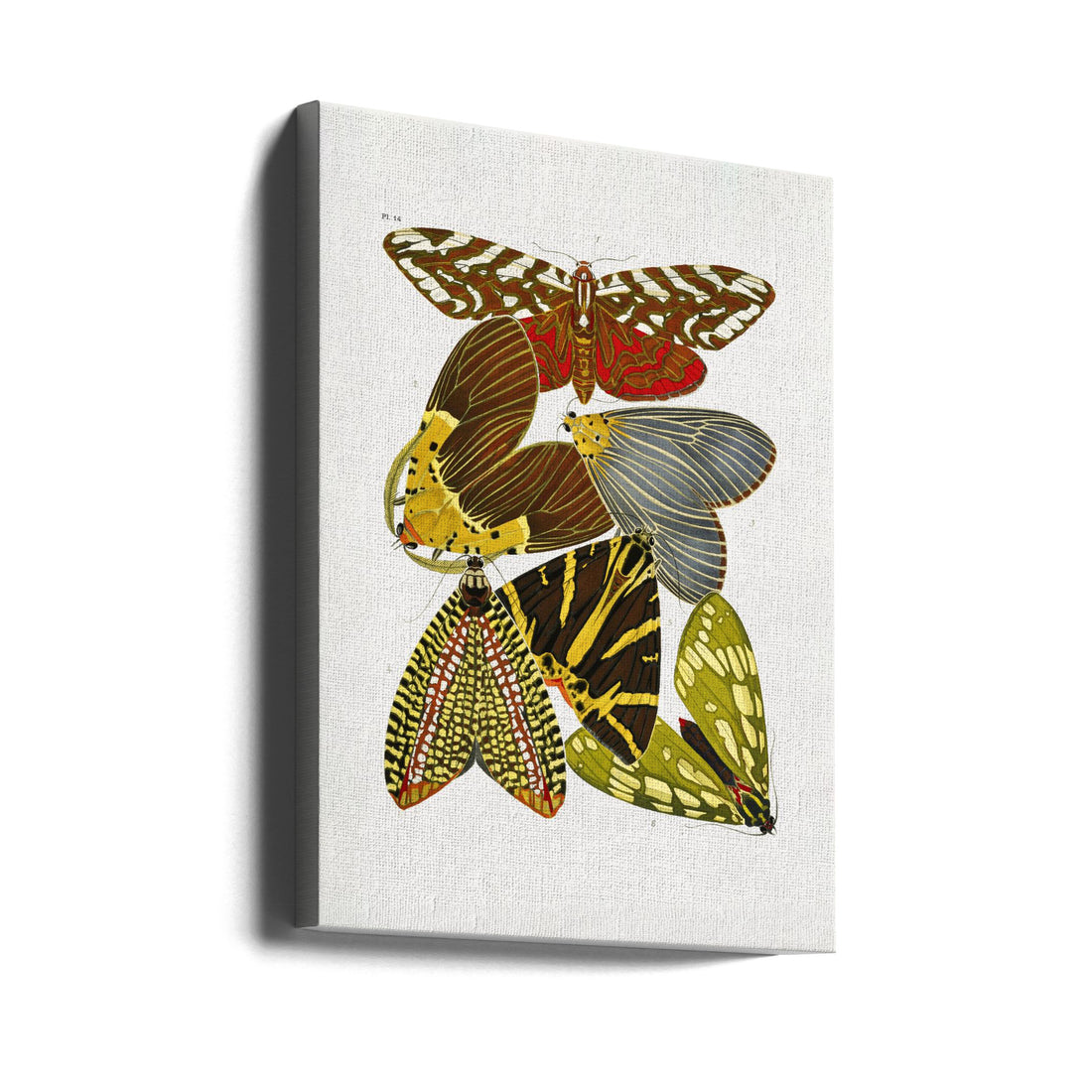 Vintage Butterfly Art by Emile Alain Seguy | Retro Insect Drawing, Large Canvas Wall Art Print | Artsy Earth