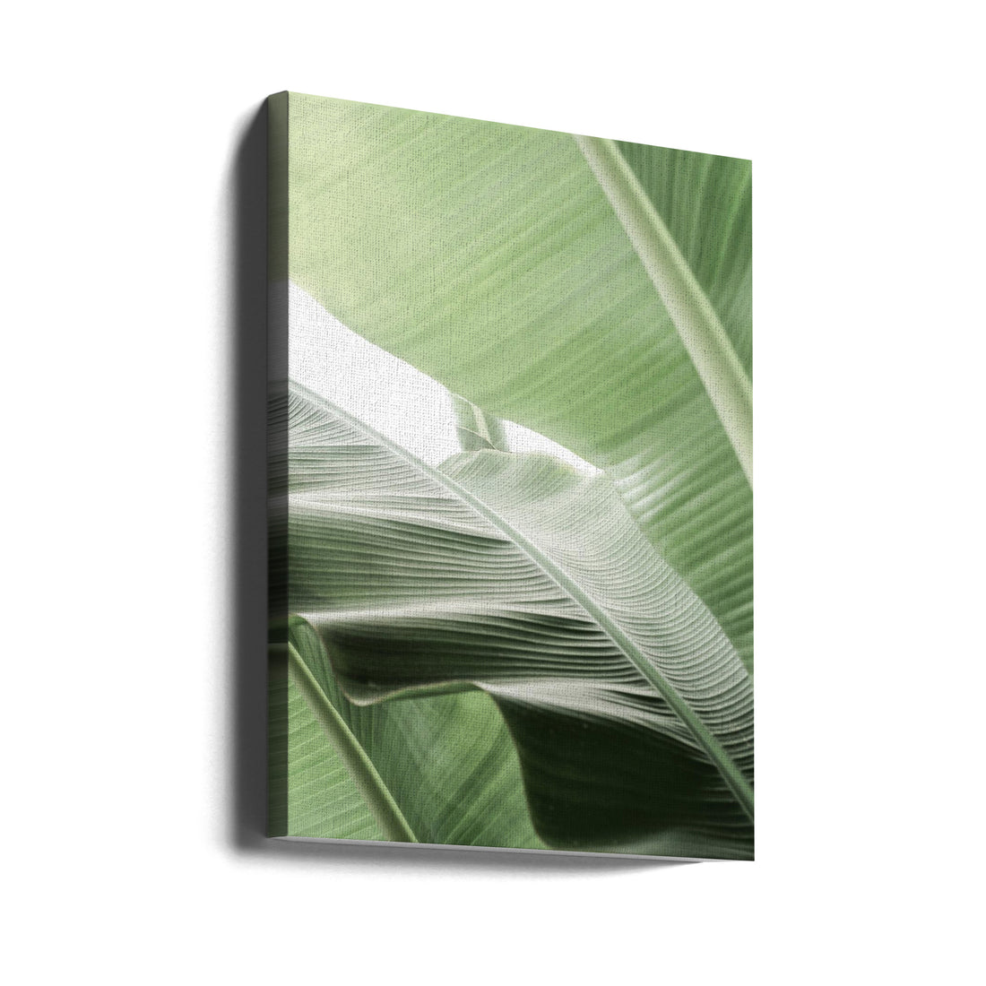 Tropical Leaf by Shot By Clint | Green Palm Abstract, Large Canvas Wall Art Print | Artsy Earth