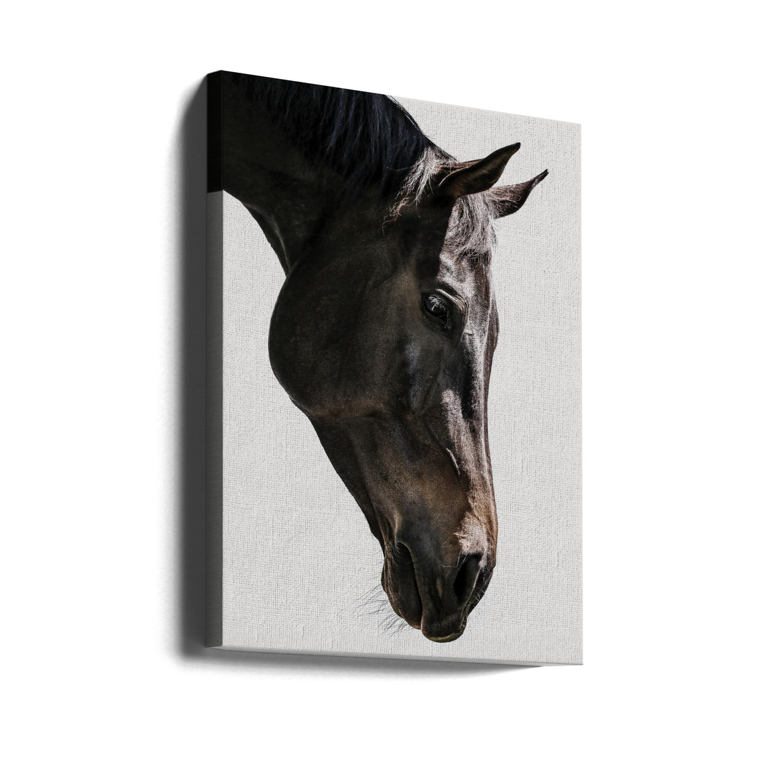 White Horse Portrait by Shot By Clint | Equestrian Studio Shot, Large Canvas Wall Art Print | Artsy Earth