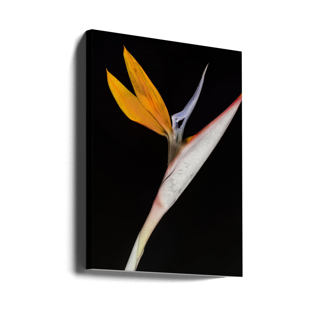 Bird of Paradise by Shot By Clint | Tropical Botanical Flora, Large Canvas Wall Art Print | Artsy Earth