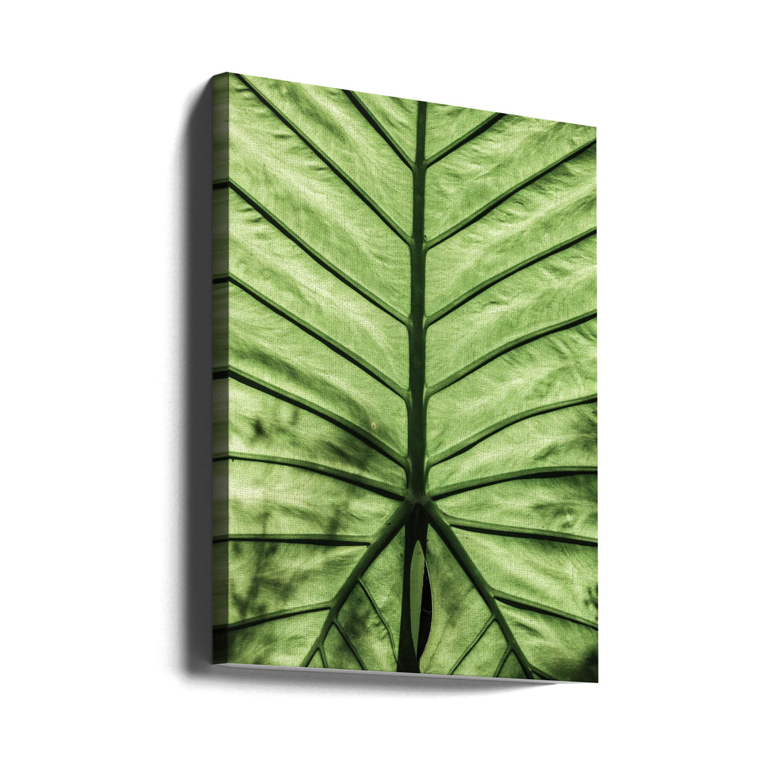 Tropical Leaf by Shot By Clint | Botanical Palm Pattern, Large Canvas Wall Art Print | Artsy Earth