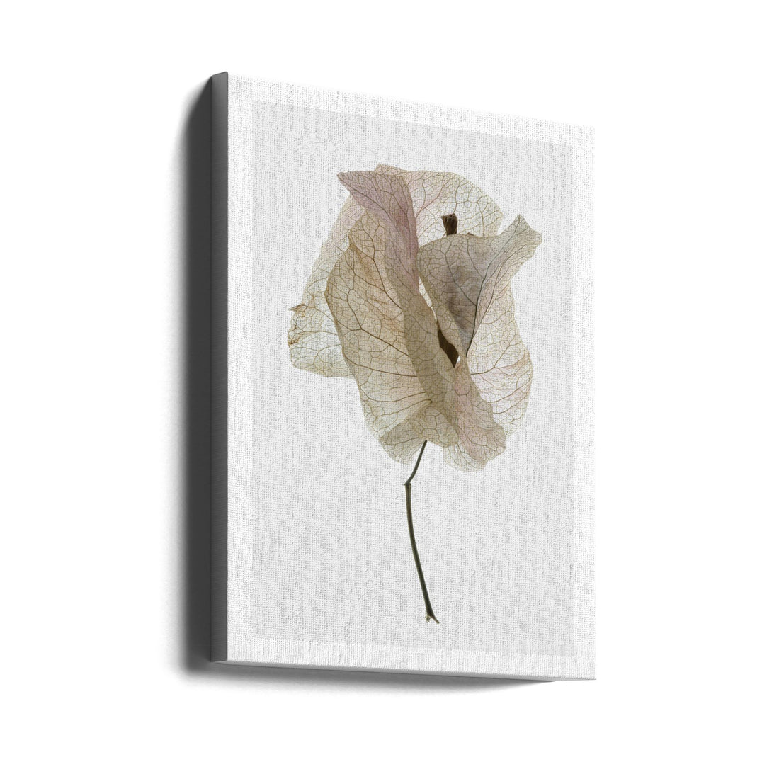 Bougainvillea Study No1 by Shot By Clint | Still Life Macro, Large Canvas Wall Art Print | Artsy Earth