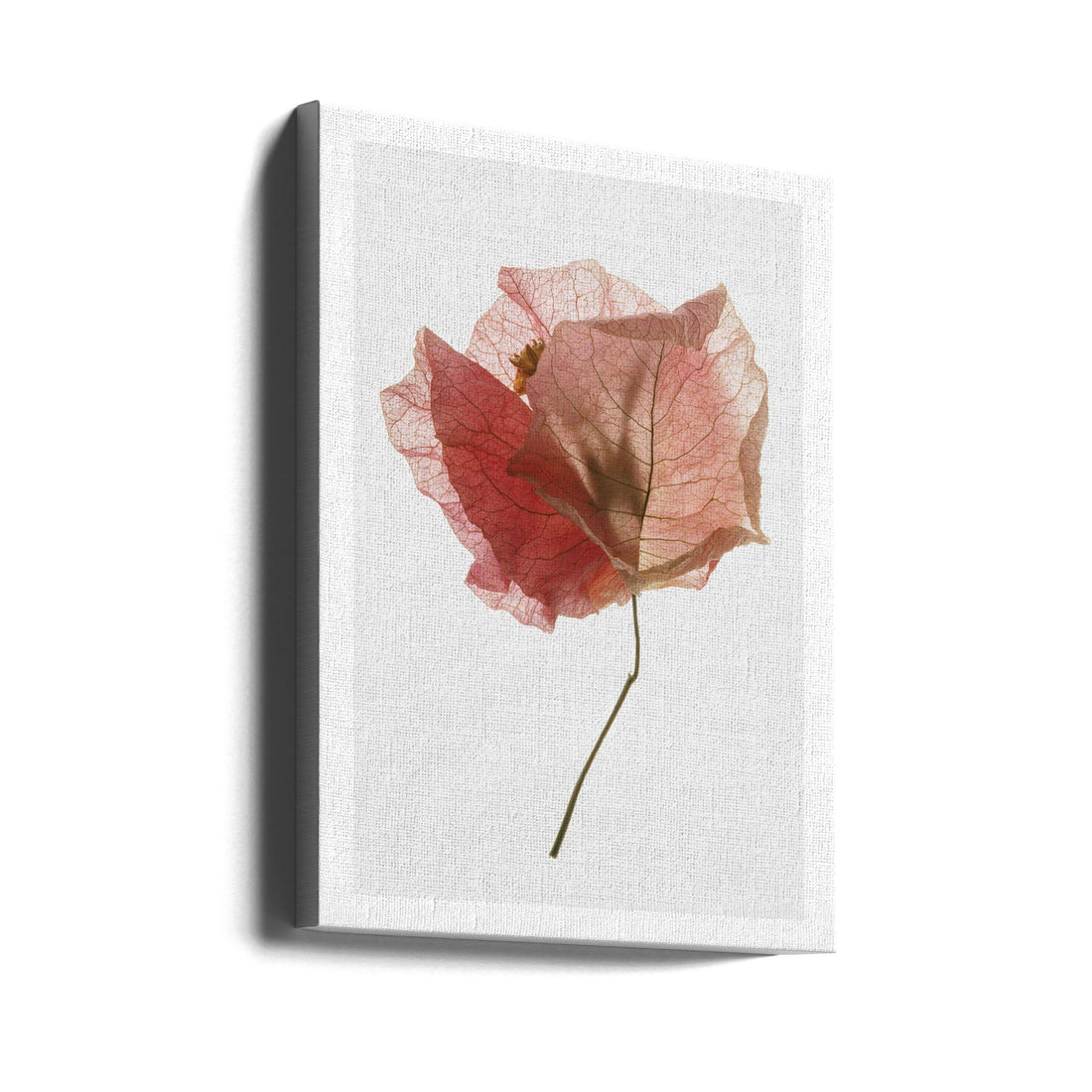 Bougainvillea Study No2 by Shot By Clint | High Key Still Life, Large Canvas Wall Art Print | Artsy Earth