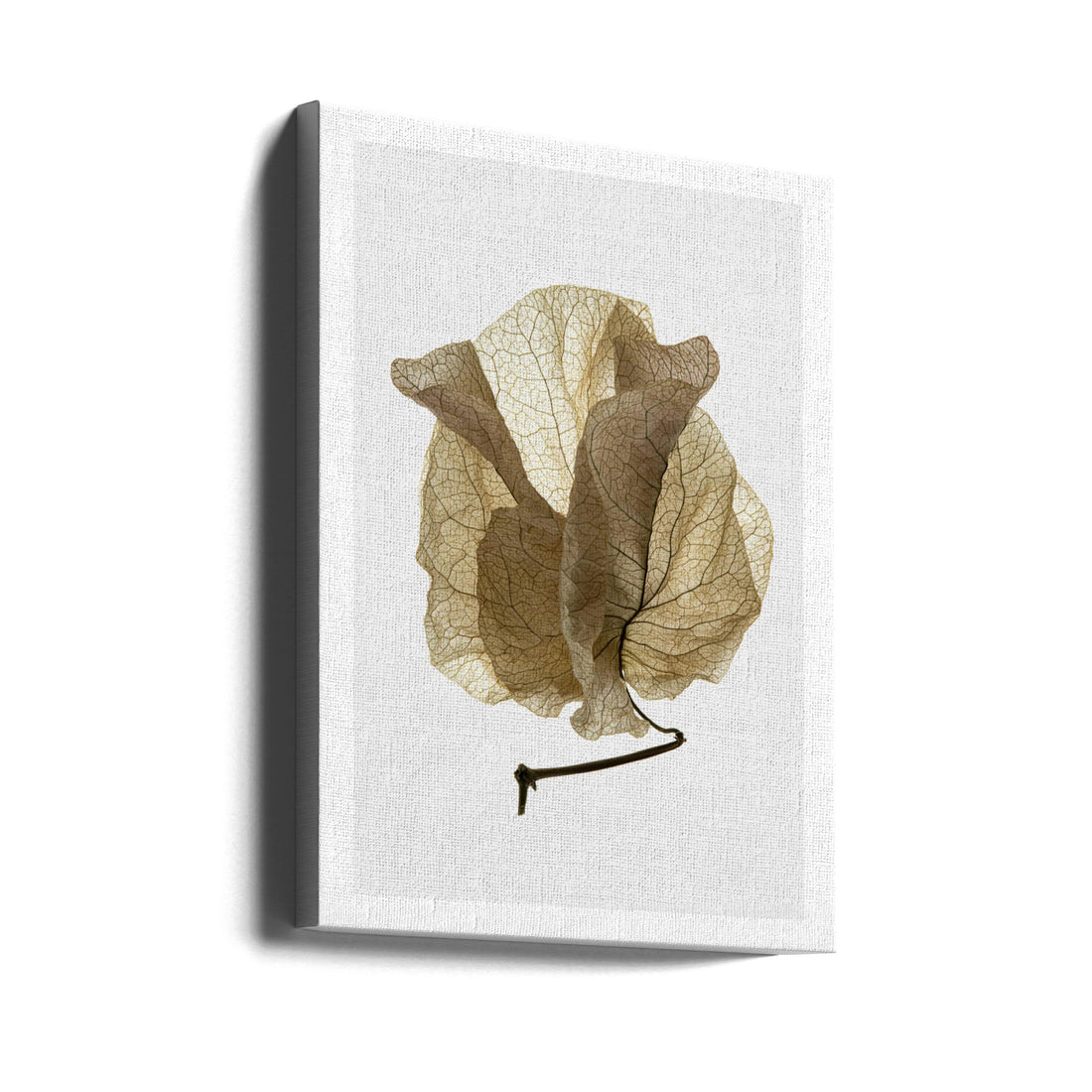 Bougainvillea Study No5 by Shot By Clint | Macro Still Life, Large Canvas Wall Art Print | Artsy Earth