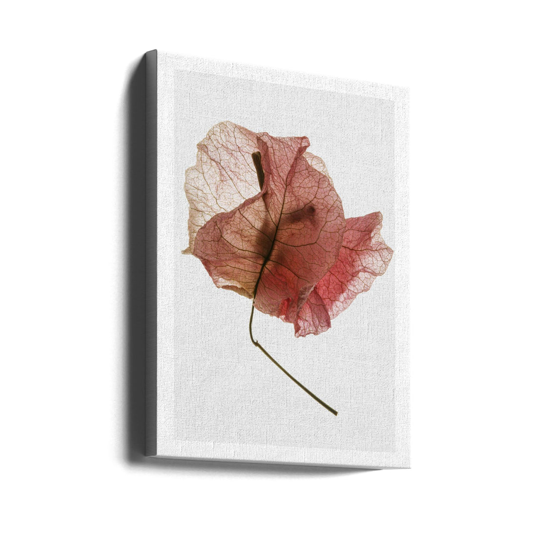 Bougainvillea Study No8 by Shot By Clint | Bright Studio Close-up, Large Canvas Wall Art Print | Artsy Earth