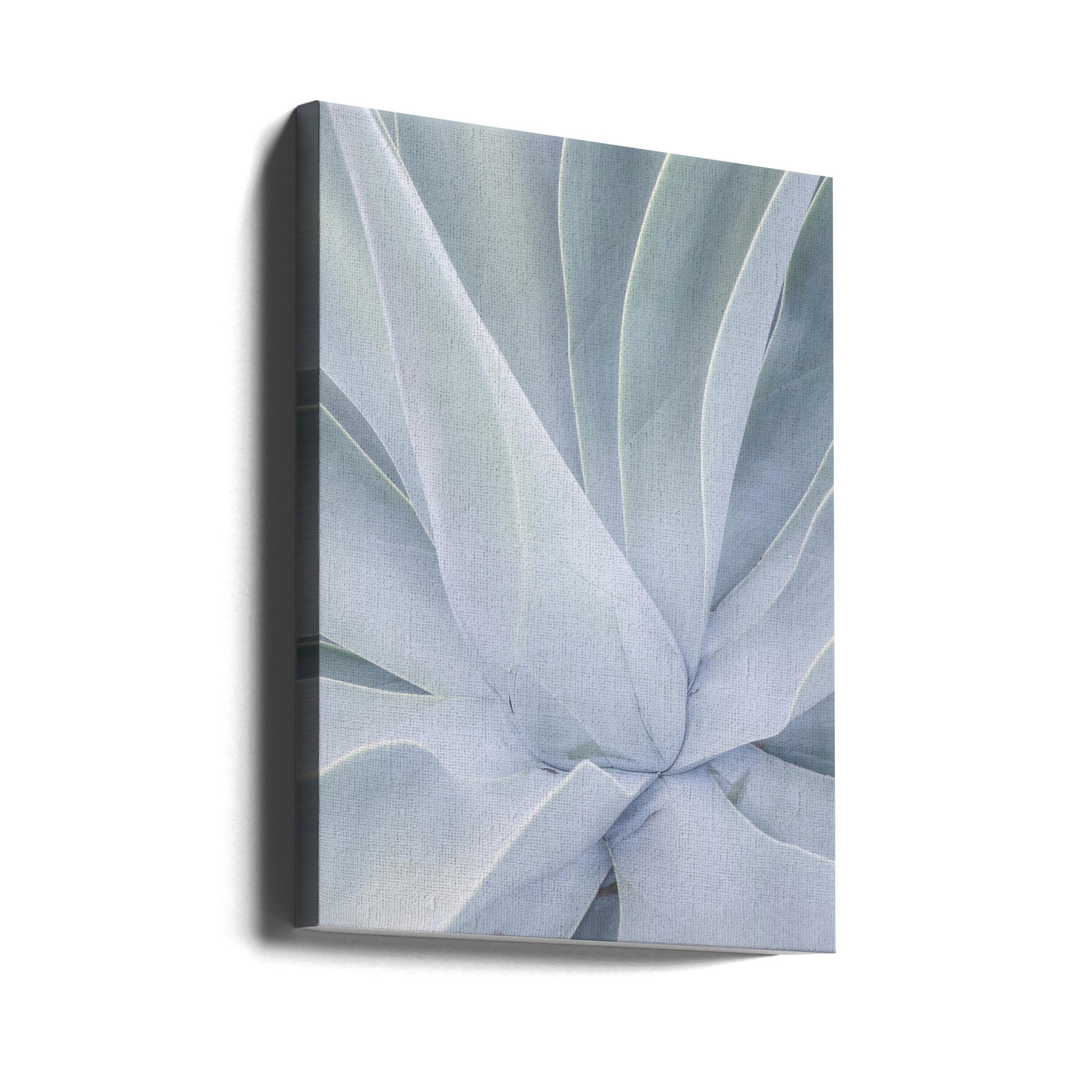 Crystal Cactus No2 by Shot By Clint | Botanical Succulent Abstract, Large Canvas Wall Art Print | Artsy Earth