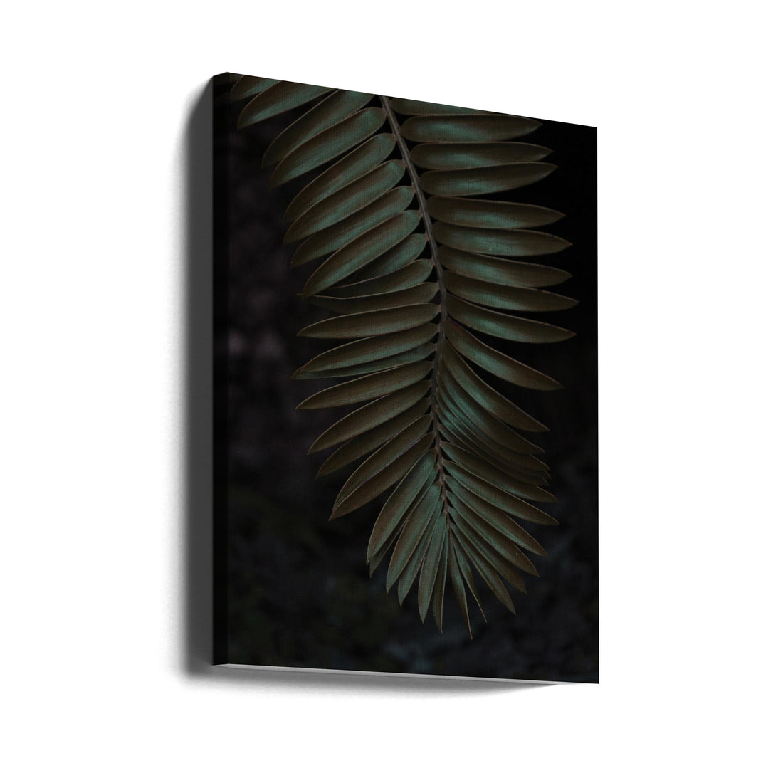 Cycad Palm Leaf by Shot By Clint | Tropical Botanical Plant, Large Canvas Wall Art Print | Artsy Earth