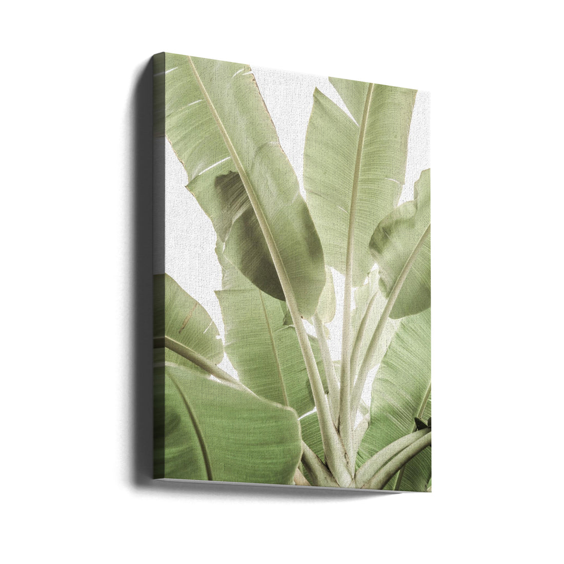 Full Bloom by Shot By Clint | Tropical Green Botanicals, Large Canvas Wall Art Print | Artsy Earth