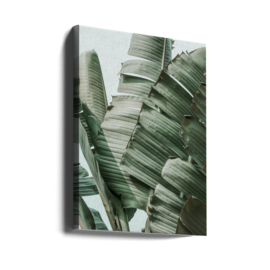 Garden Gangsta by Shot By Clint | Tropical Palm Leaves, Large Canvas Wall Art Print | Artsy Earth