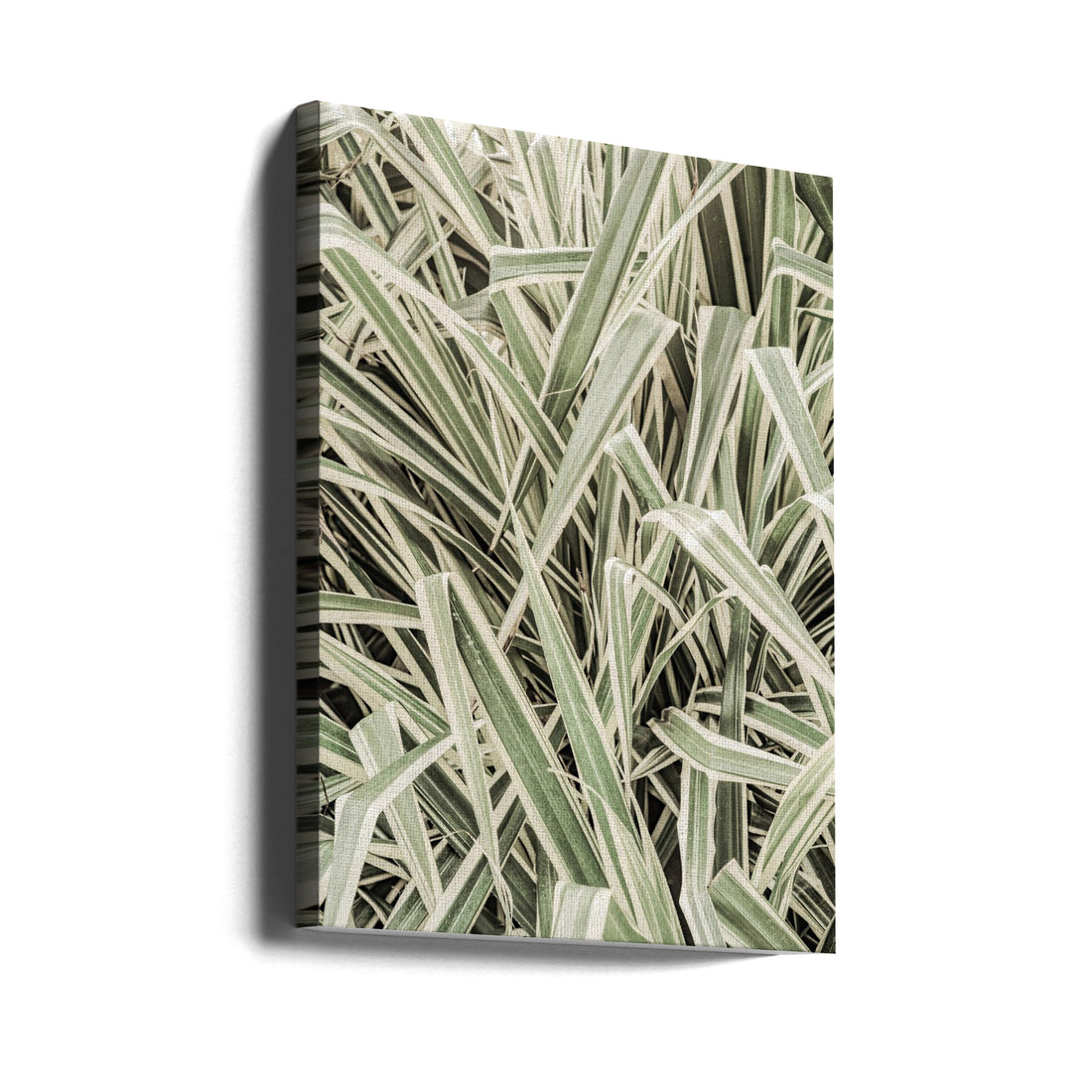 Jazzy Jungle by Shot By Clint | Tropical Botanical Landscape, Large Canvas Wall Art Print | Artsy Earth