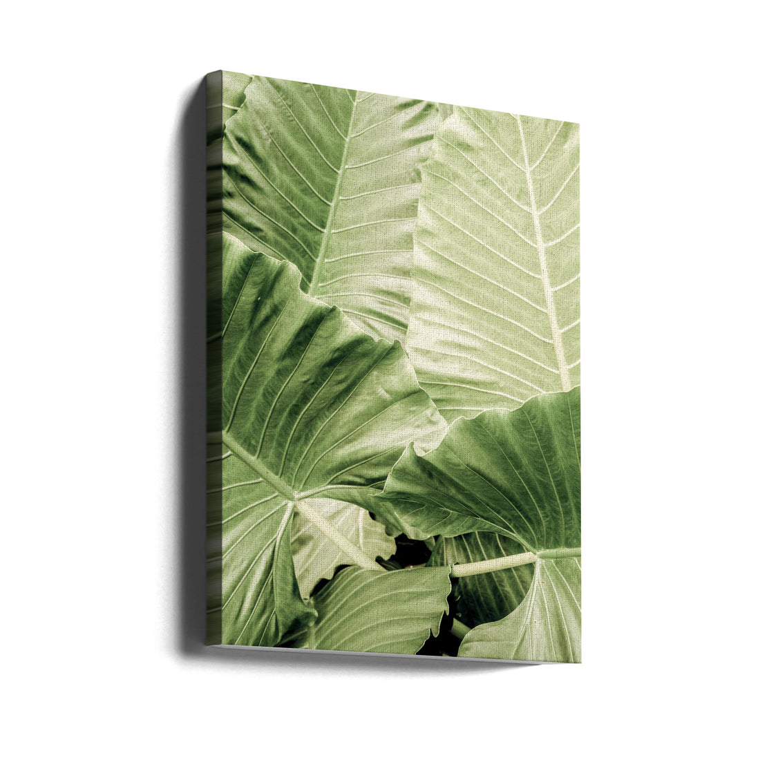 Jungle Fever by Shot By Clint | Tropical Forest Landscape, Large Canvas Wall Art Print | Artsy Earth