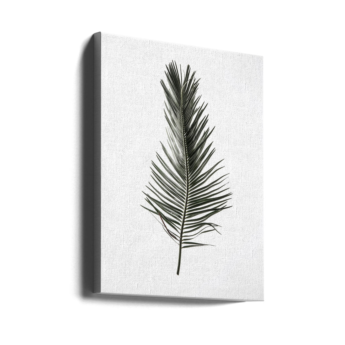 Leaf Study 03 by Shot By Clint | Tropical Palm Botanical, Large Canvas Wall Art Print | Artsy Earth