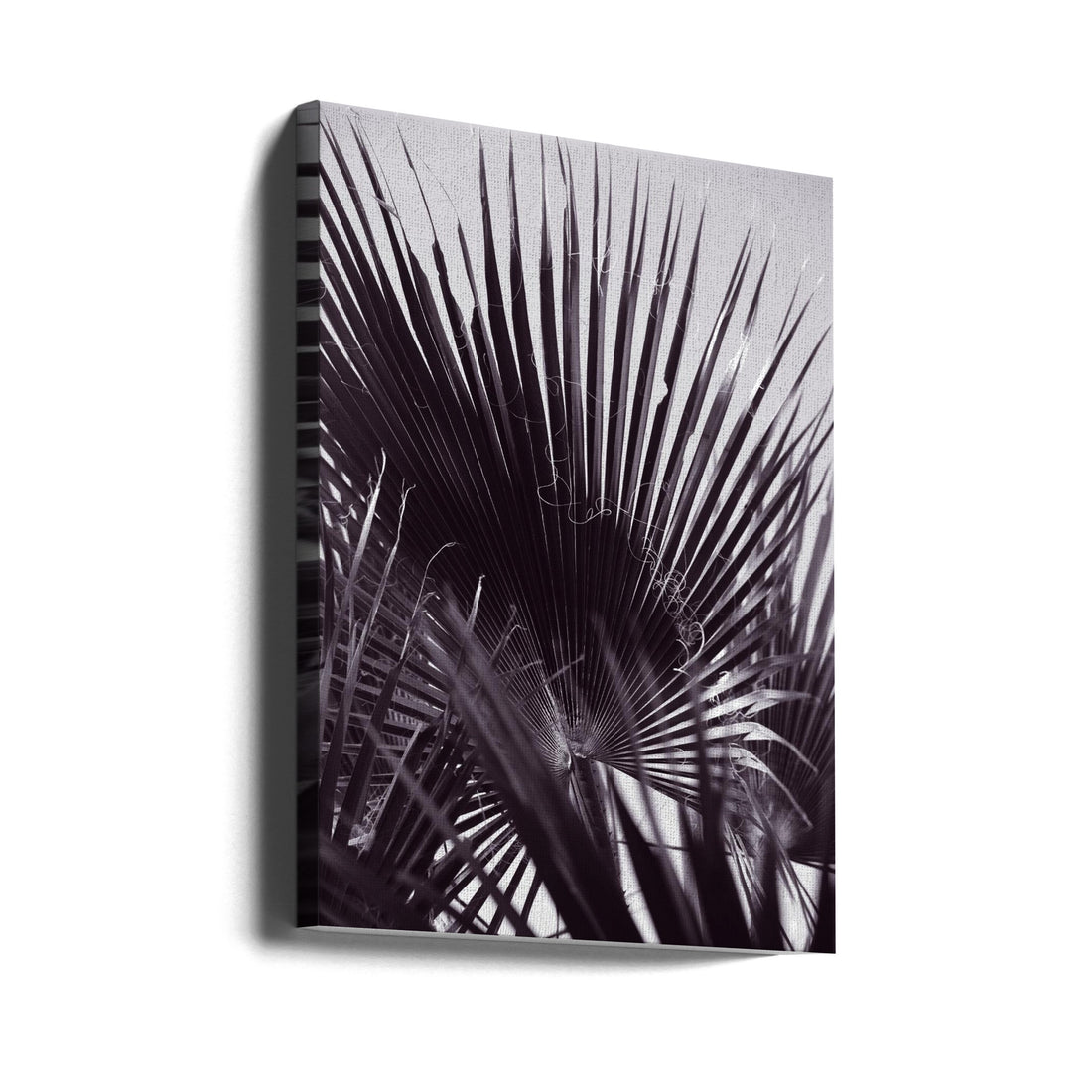 Miami Palm One by Shot By Clint | Tropical Palm Botanical, Large Canvas Wall Art Print | Artsy Earth