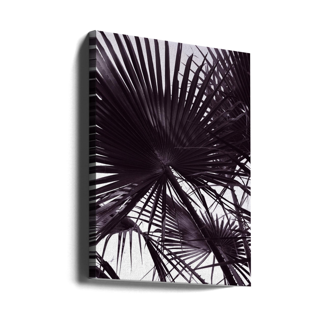 Miami Palm Two by Shot By Clint | Tropical Palm Botanical, Large Canvas Wall Art Print | Artsy Earth