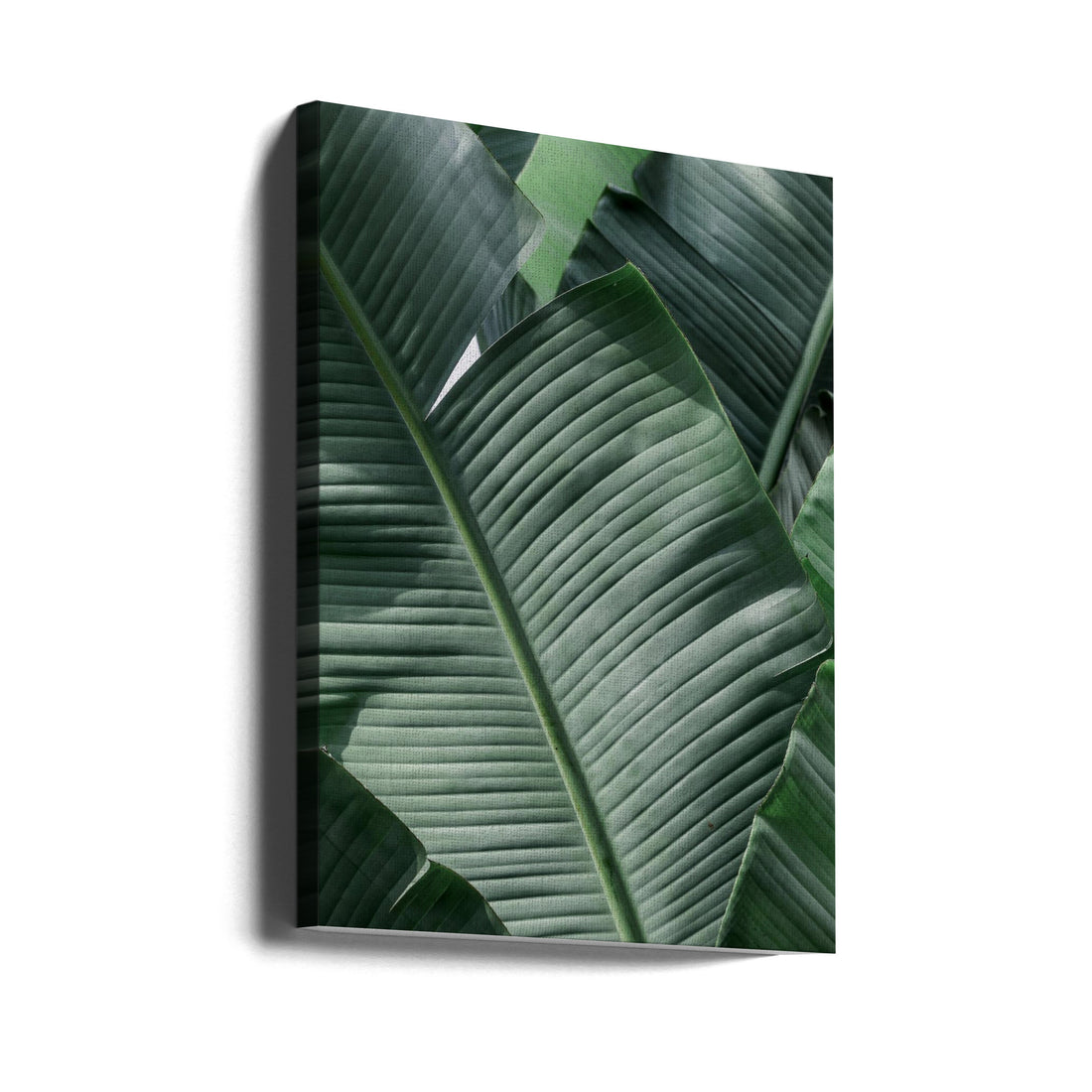 Tropical Palm Leaf by Shot By Clint | Exotic Botanical Plants, Large Canvas Wall Art Print | Artsy Earth