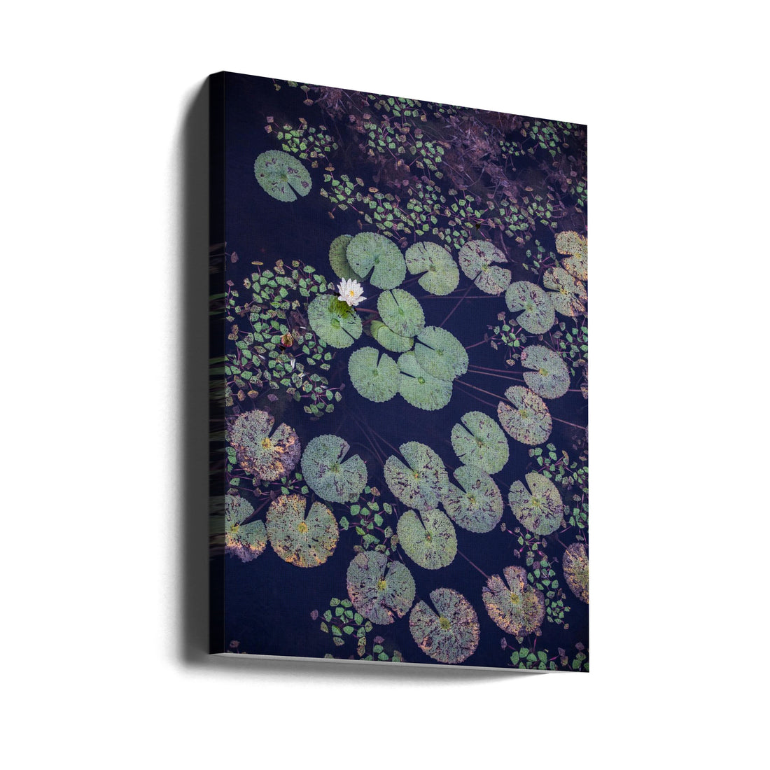 Water Lily Landscape by Shot By Clint | Peaceful Water Flora, Large Canvas Wall Art Print | Artsy Earth