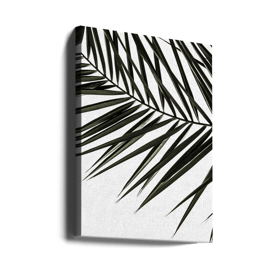 Phoenix Frond by Shot By Clint | Tropical Palm Leaf, Large Canvas Wall Art Print | Artsy Earth