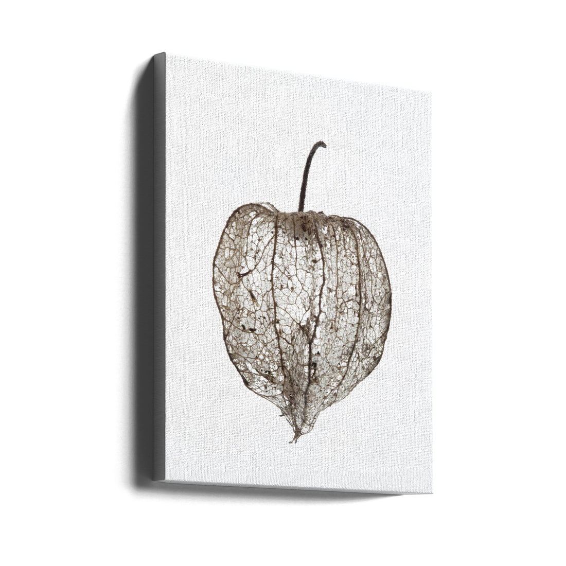 Botanical Pod by Shot By Clint | Plant Pod Close-up, Large Canvas Wall Art Print | Artsy Earth