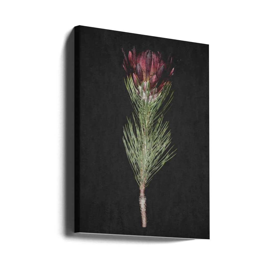 Purple Protea Flower by Shot By Clint | Floral Botanical Close-up, Large Canvas Wall Art Print | Artsy Earth