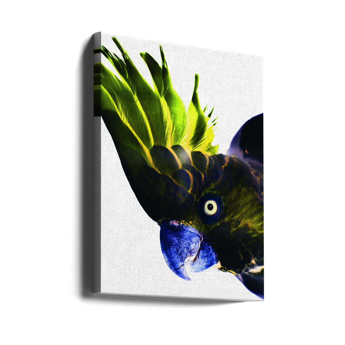 Punk Rocker by Shot By Clint | Colorful Wild Parrot, Large Canvas Wall Art Print | Artsy Earth