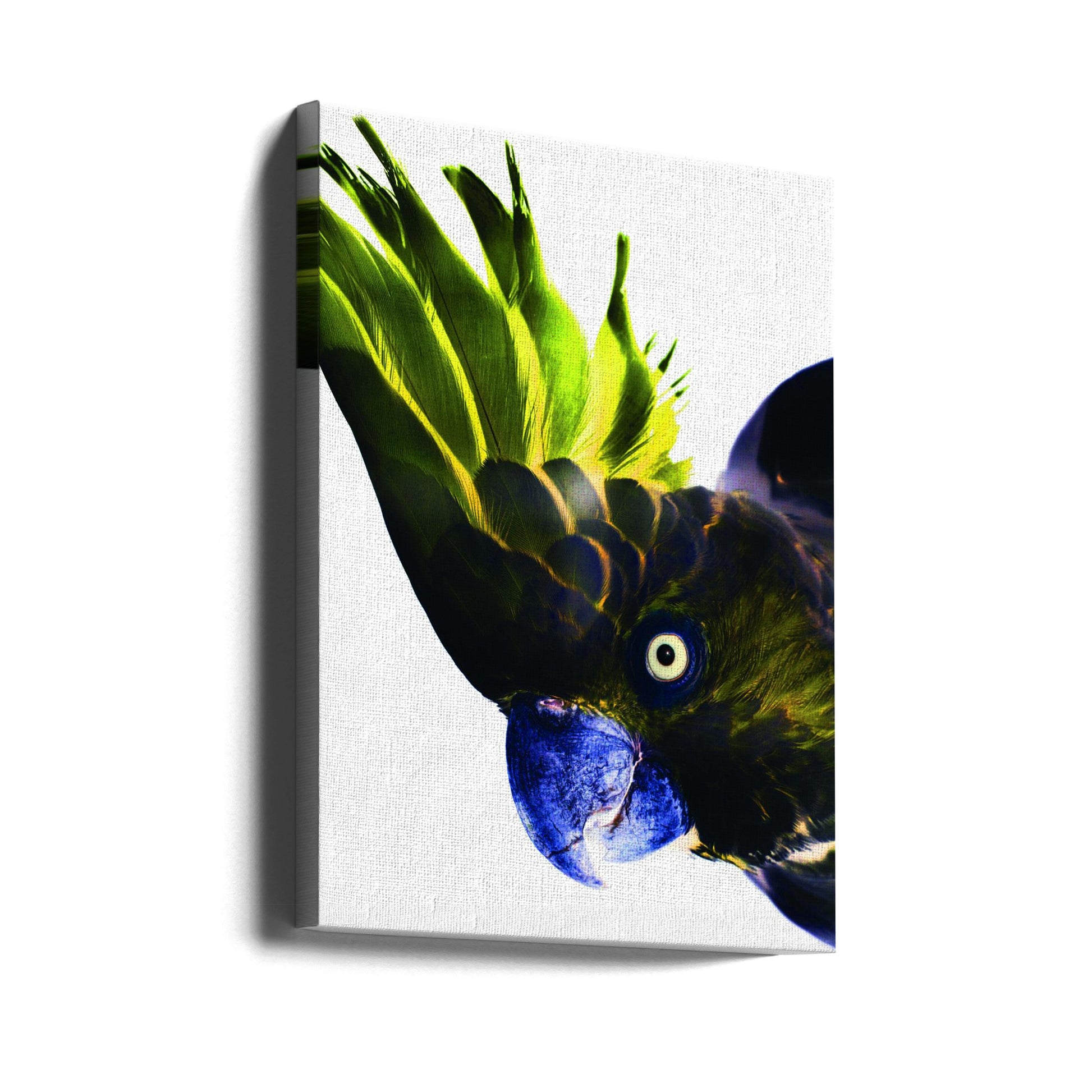 Punk Rocker by Shot By Clint | Colorful Wild Parrot, Large Canvas Wall Art Print | Artsy Earth