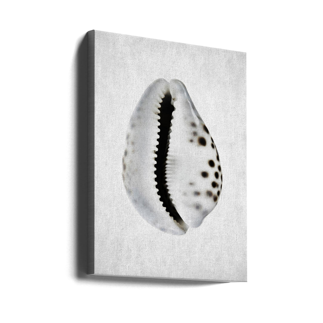 Spring Tide 01 by Shot By Clint | Underwater Shell Macro, Large Canvas Wall Art Print | Artsy Earth