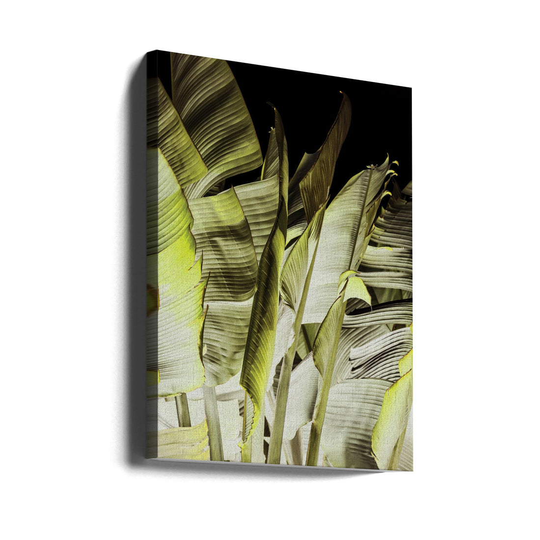 Traveller's Palm by Shot By Clint | Tropical Palm Leaves, Large Canvas Wall Art Print | Artsy Earth