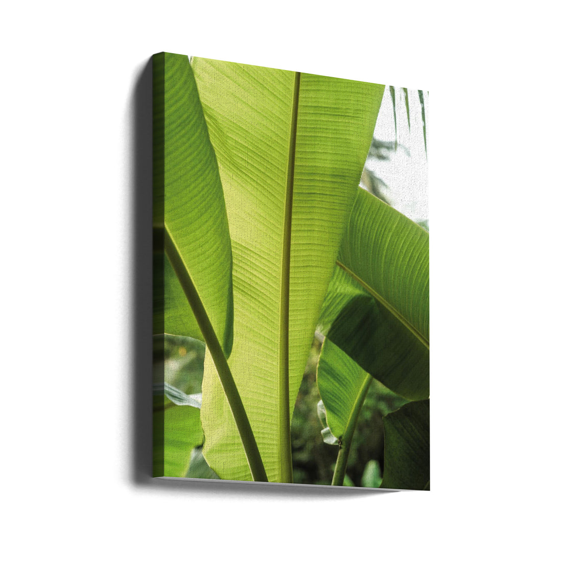 Tropical Banana by Shot By Clint | Exotic Botanical Nature, Large Canvas Wall Art Print | Artsy Earth