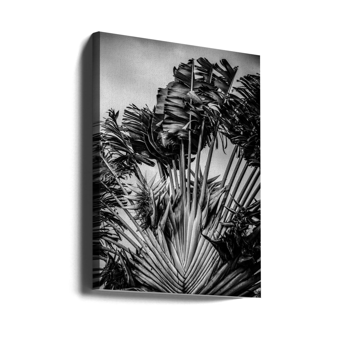 Tropical Dancer by Shot By Clint | Black And White Palm, Large Canvas Wall Art Print | Artsy Earth