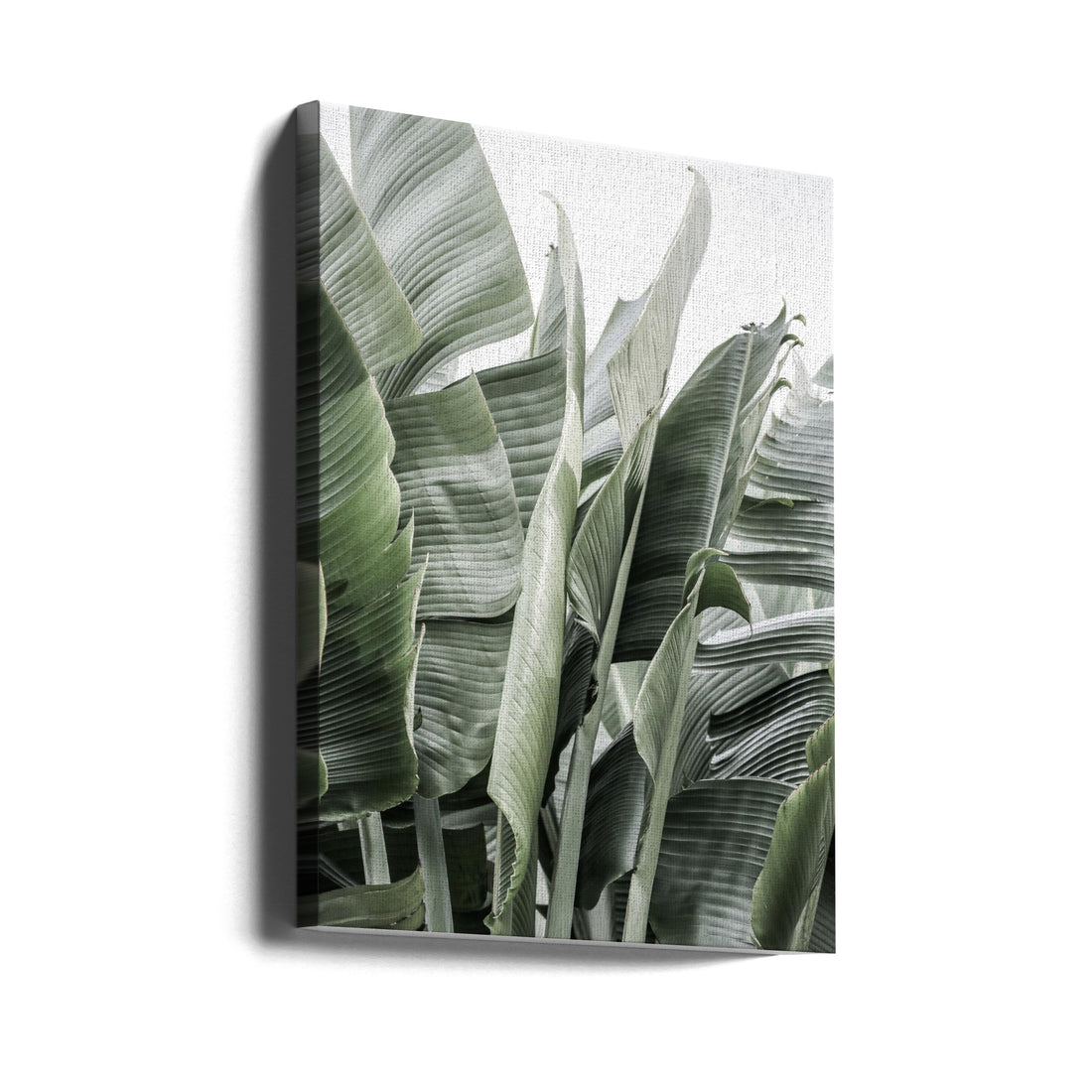 Tropical Banana Leaf by Shot By Clint | Fresh Green Botanical, Large Canvas Wall Art Print | Artsy Earth