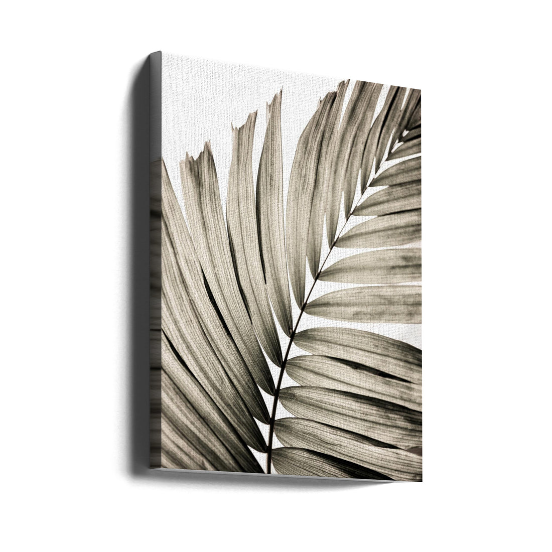 Palm Leaves by Mareike Böhmer | Minimal Botanical Photography, Large Canvas Wall Art Print | Artsy Earth