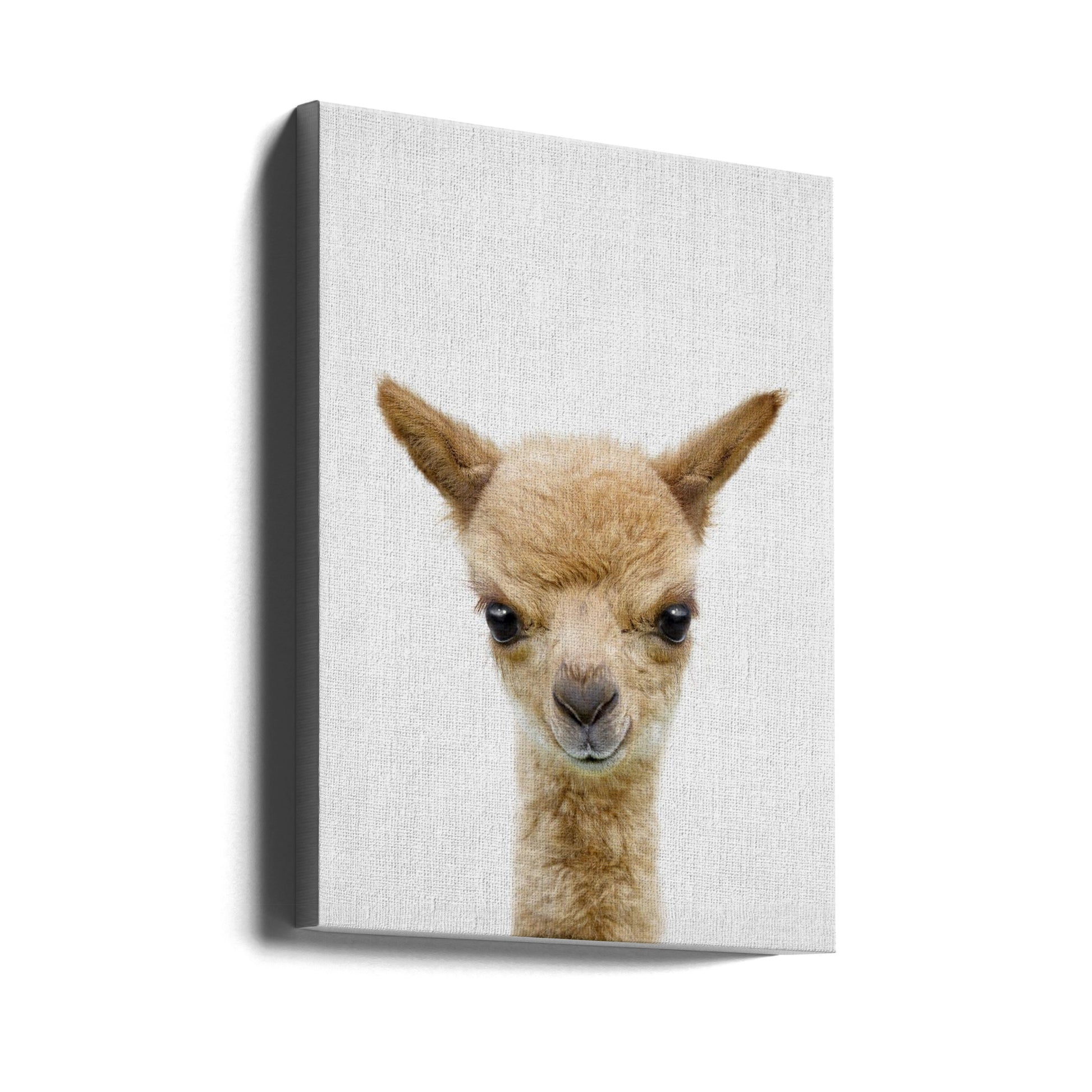 Peekaboo Baby Llama by Lola Peacock | Cute Farm Animal, Large Canvas Wall Art Print | Artsy Earth