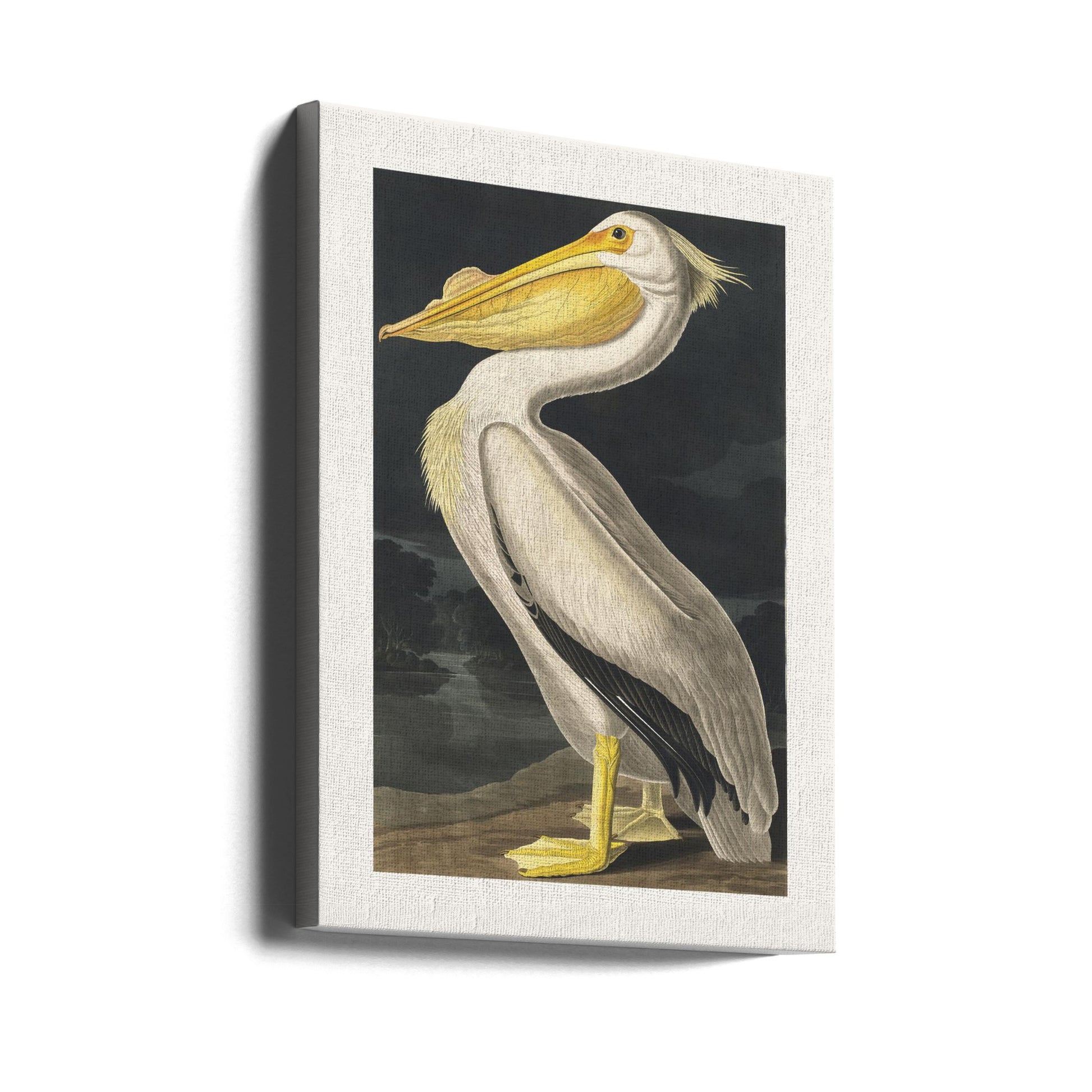 American White Pelican by John James Audubon | Vintage Audubon Birds, Large Canvas Wall Art Print | Artsy Earth