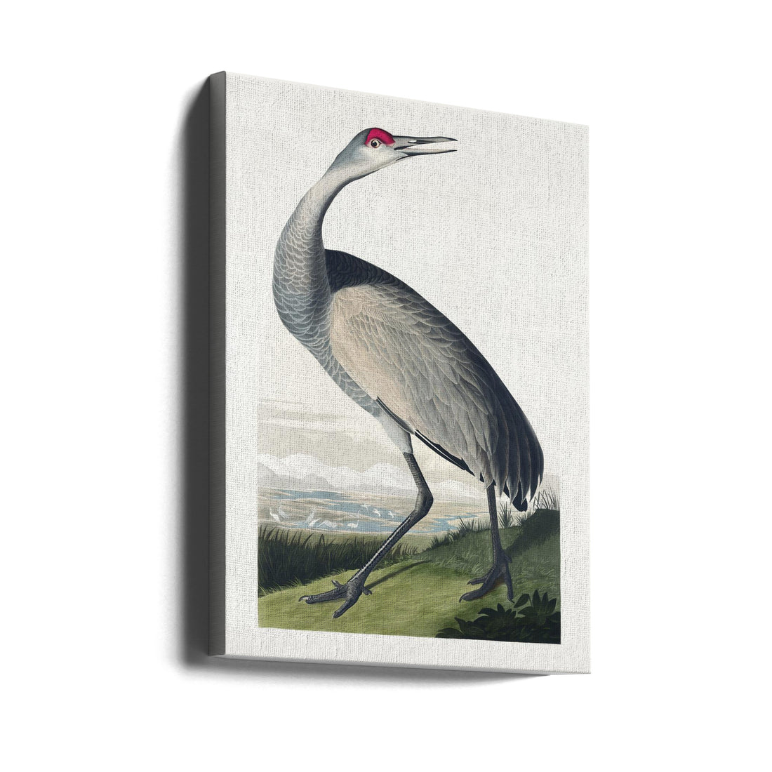 Hooping Crane Birds by John James Audubon | Vintage Audubon Wildlife, Large Canvas Wall Art Print | Artsy Earth