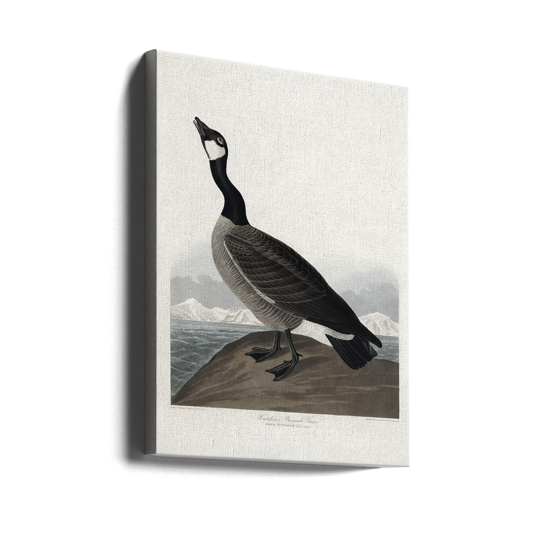 Hutchins's Barnacle Goose by John James Audubon | Vintage Bird Illustration, Large Canvas Wall Art Print | Artsy Earth