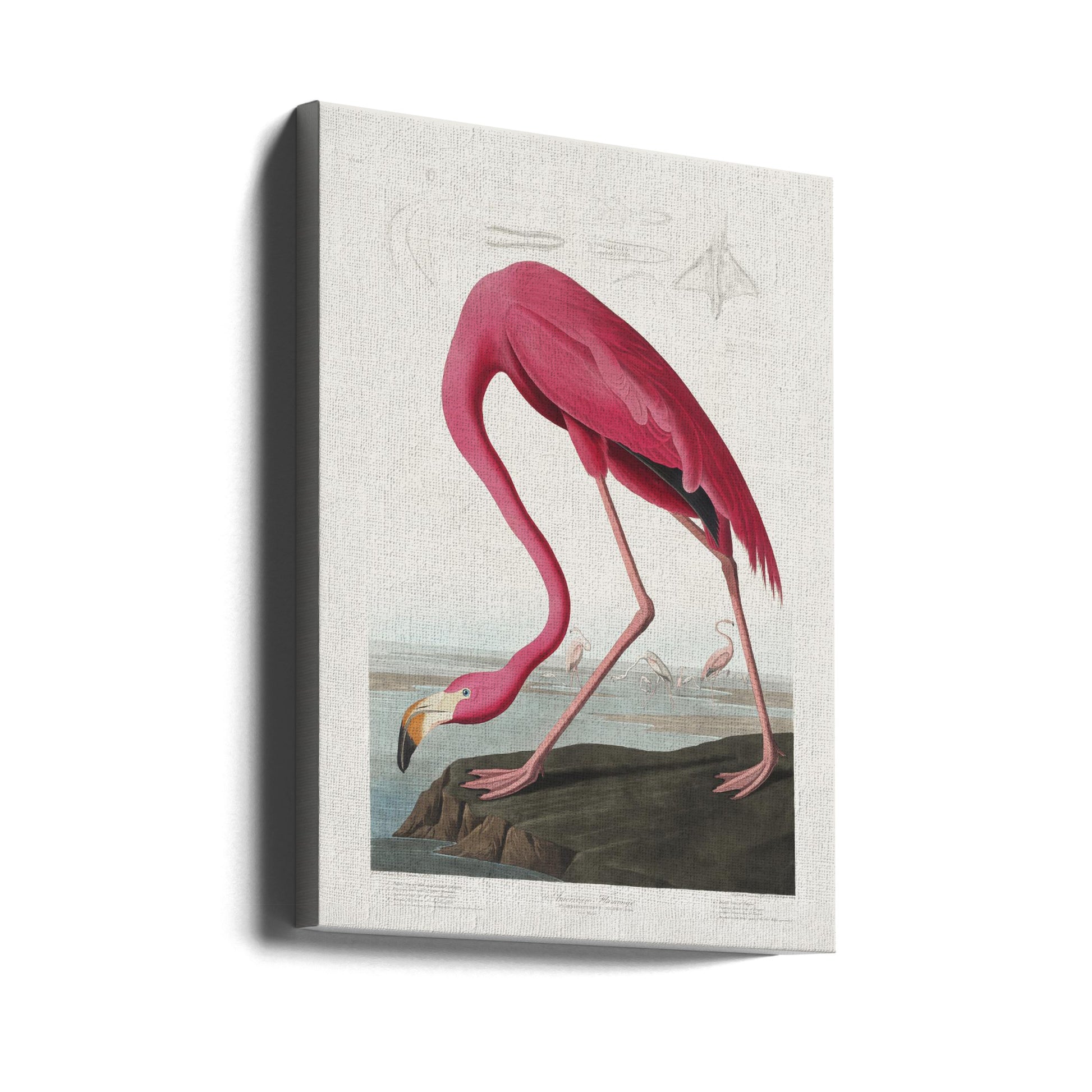 Pink Flamingo Birds by John James Audubon | Vintage Audubon Birds, Large Canvas Wall Art Print | Artsy Earth