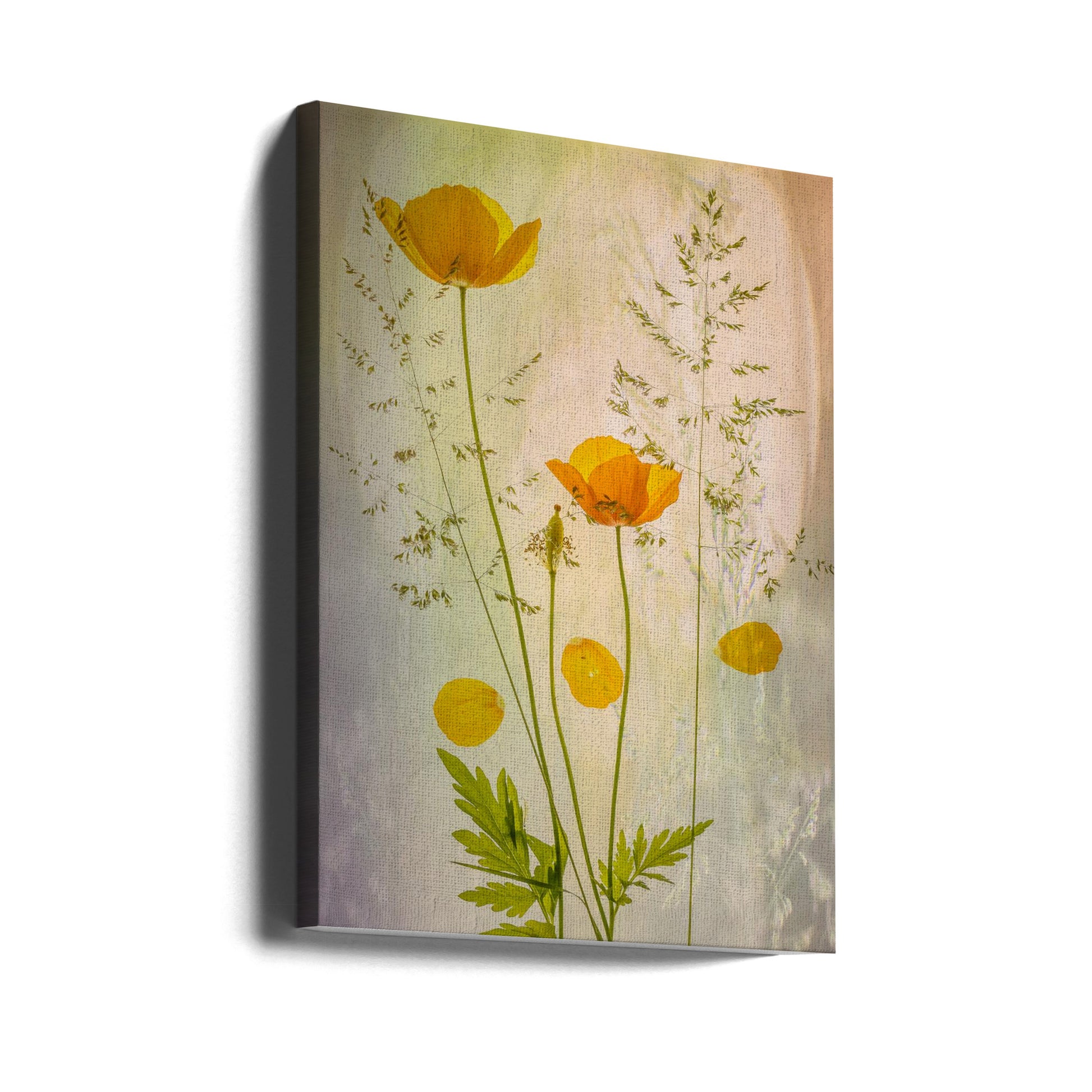 Fragile Poppy by Hilda Van Der Lee | Botanical Floral Close-up, Large Canvas Wall Art Print | Artsy Earth