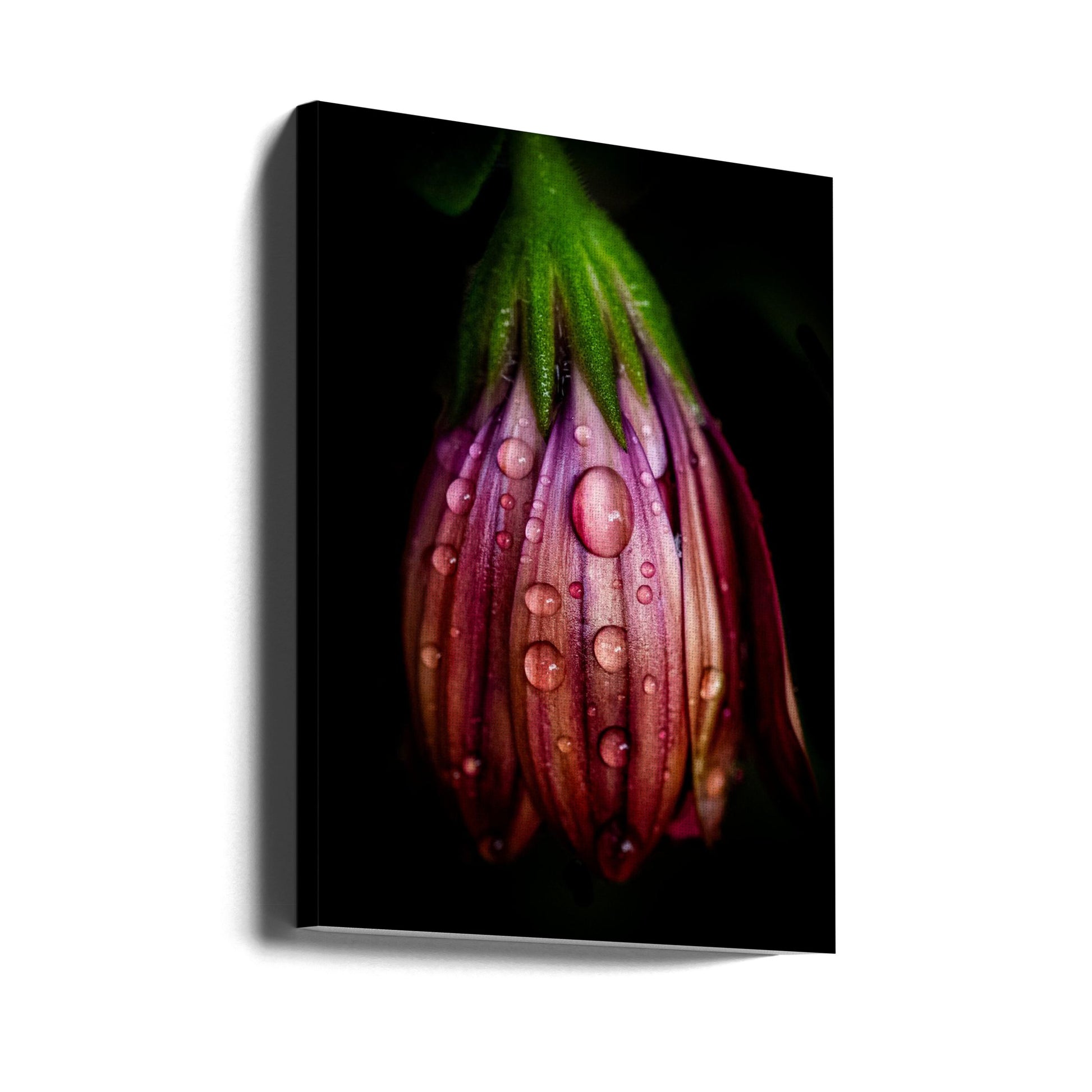 After the rain by Danny Mendoza | Purple Floral Droplets, Large Canvas Wall Art Print | Artsy Earth