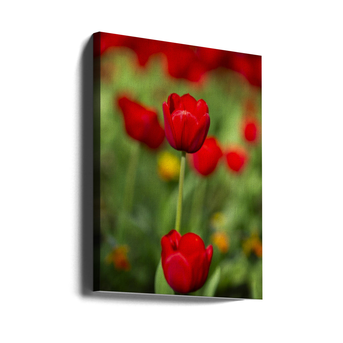 red tulips by Engin Akyurt | Fresh Spring Flowers, Large Canvas Wall Art Print | Artsy Earth