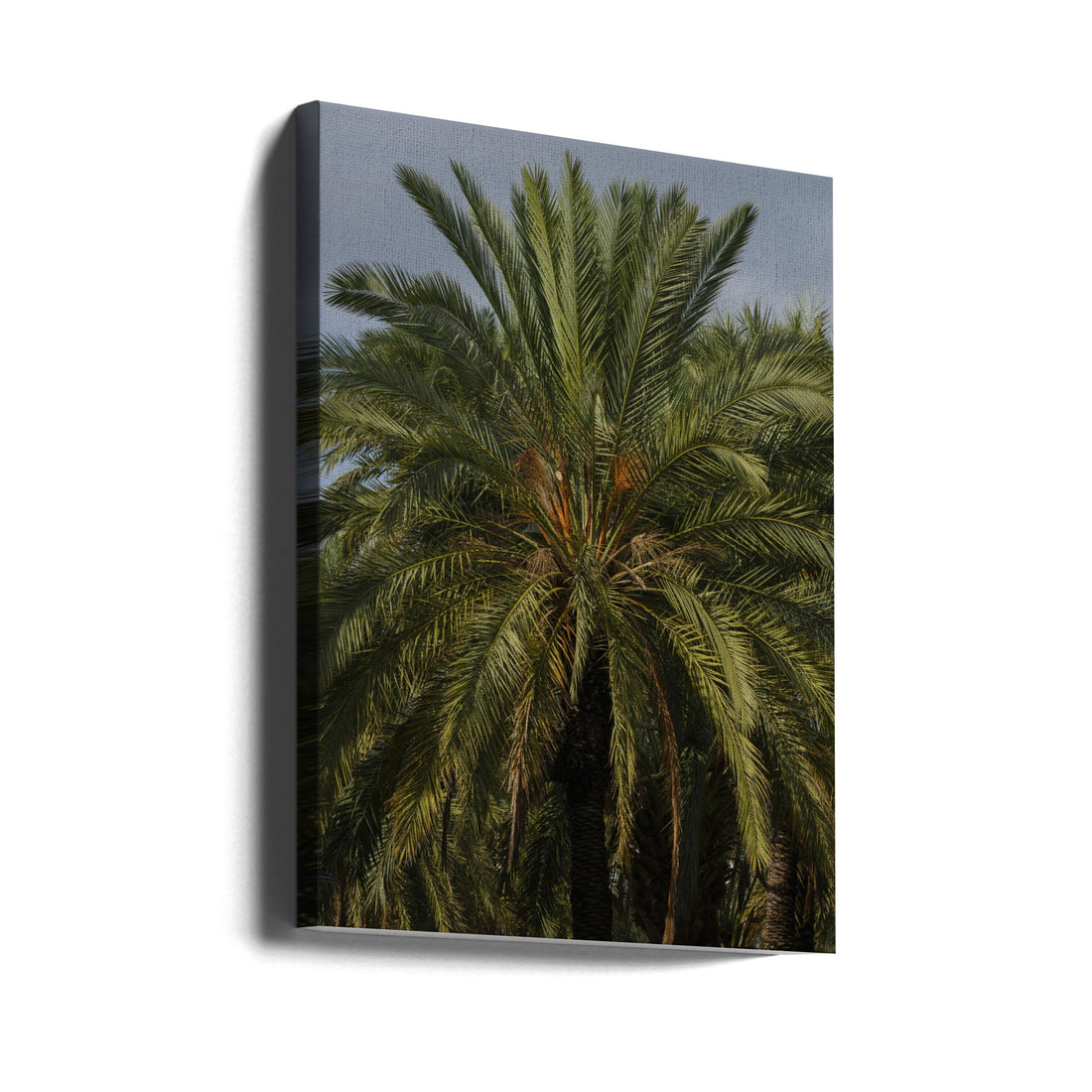 palm trees by Engin Akyurt | Tropical Palm Landscape, Large Canvas Wall Art Print | Artsy Earth