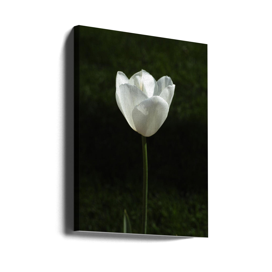 white tulip close up by Engin Akyurt | Botanical Floral Macro, Large Canvas Wall Art Print | Artsy Earth