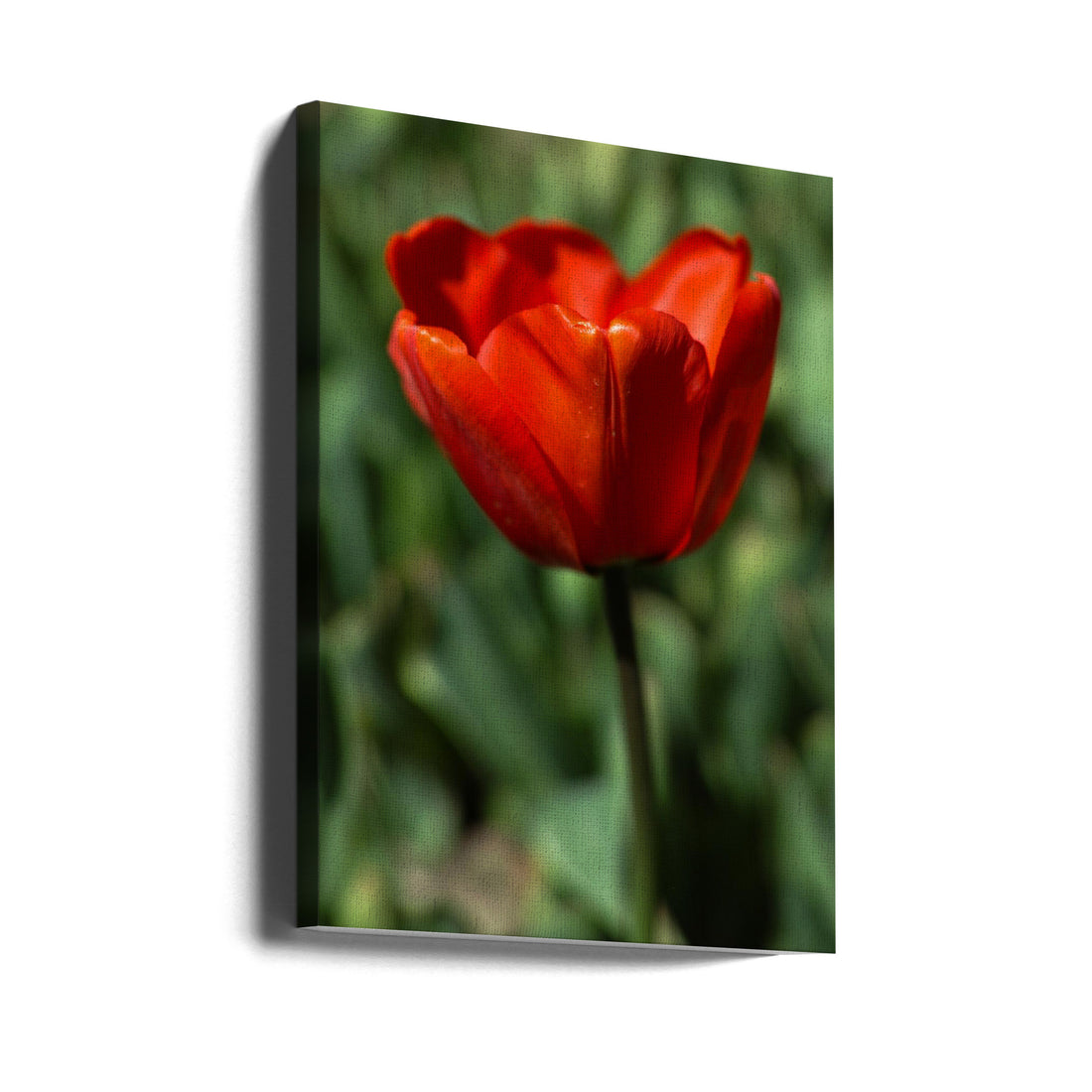 Red Tulip by Engin Akyurt | Spring Floral Beauty, Large Canvas Wall Art Print | Artsy Earth