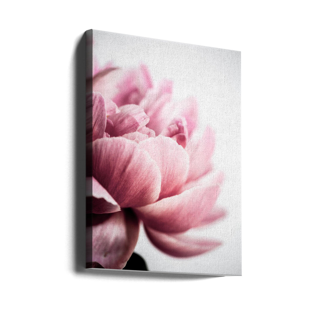 Pink Peony Bloom by Mareike Böhmer | Botanical Macro Flora, Large Canvas Wall Art Print | Artsy Earth