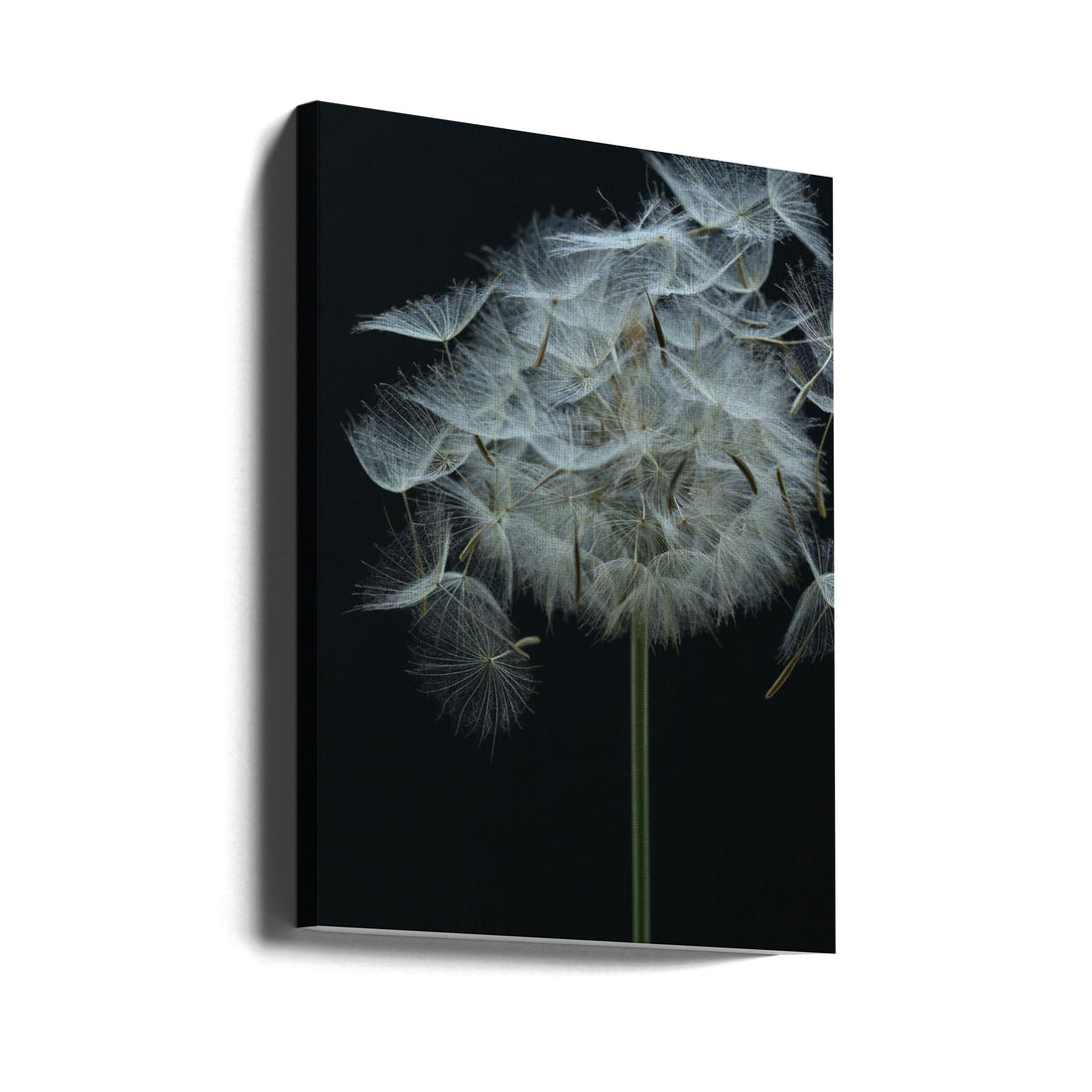 Salsify Seed Head by Alyson Fennell | Nature Macro Photography, Large Canvas Wall Art Print | Artsy Earth