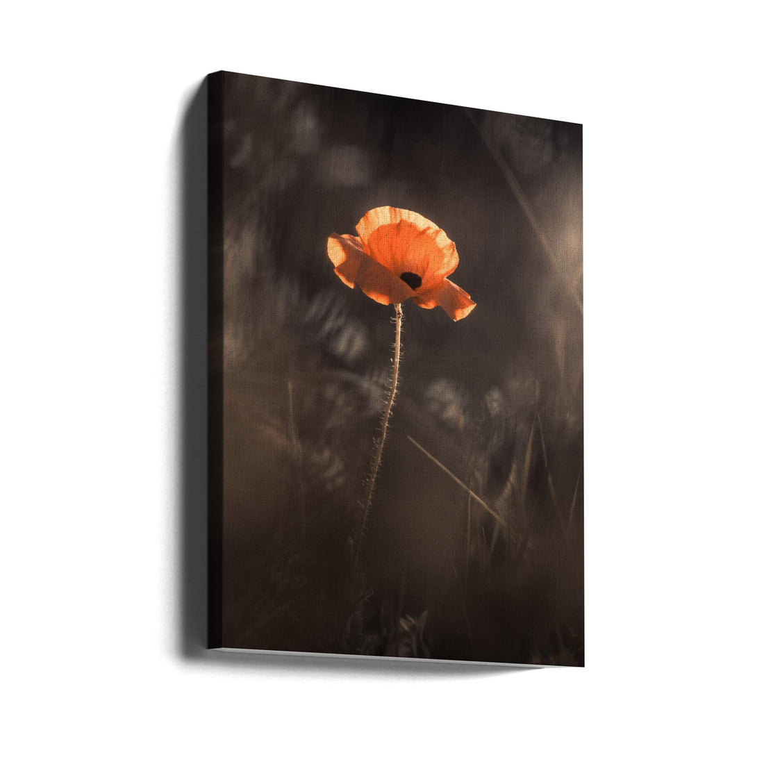 Red Poppy Bloom by Fabien Bravin | Dark Floral Macro, Large Canvas Wall Art Print | Artsy Earth